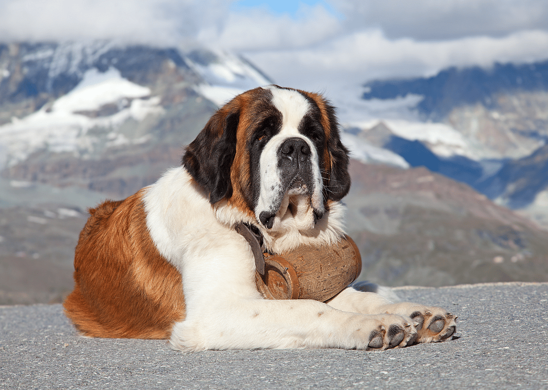 #14. Saint Bernard