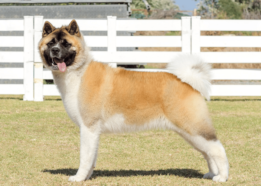 #13. Akita