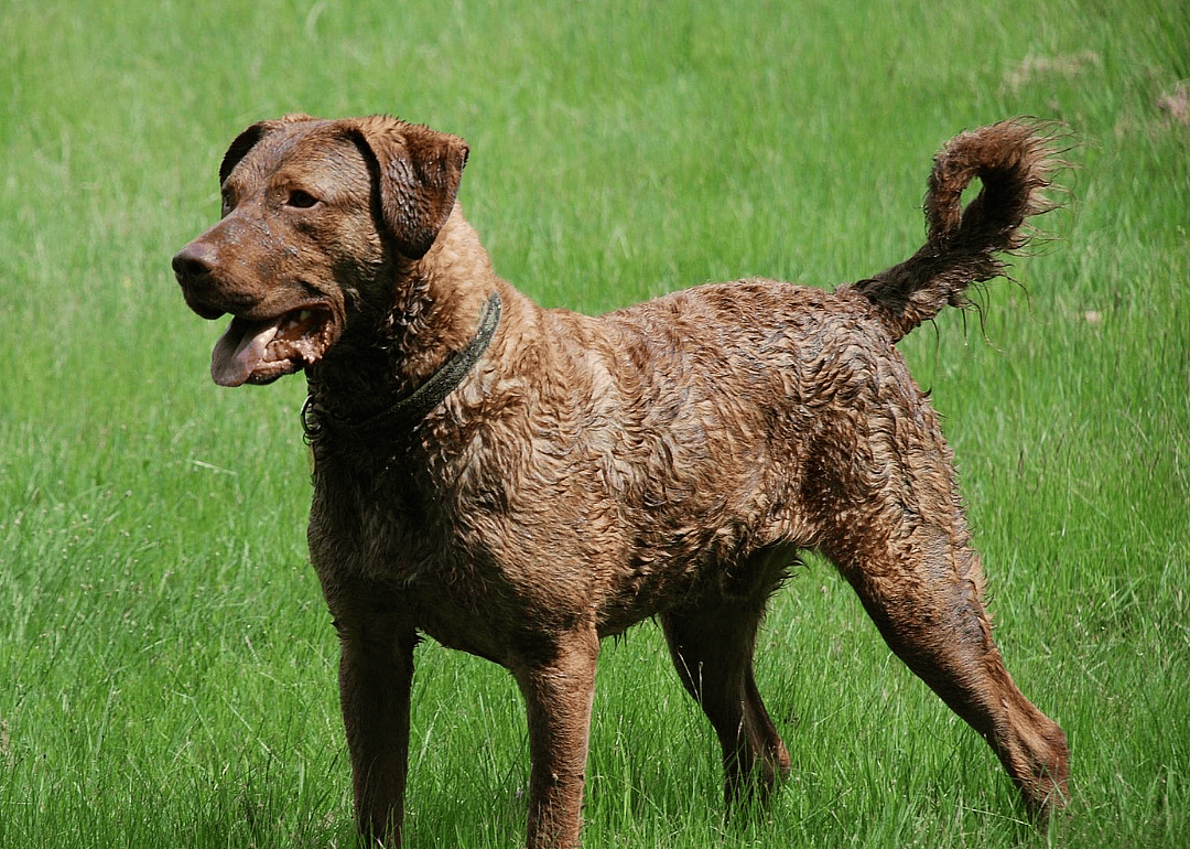 #10. Chesapeake Bay retriever