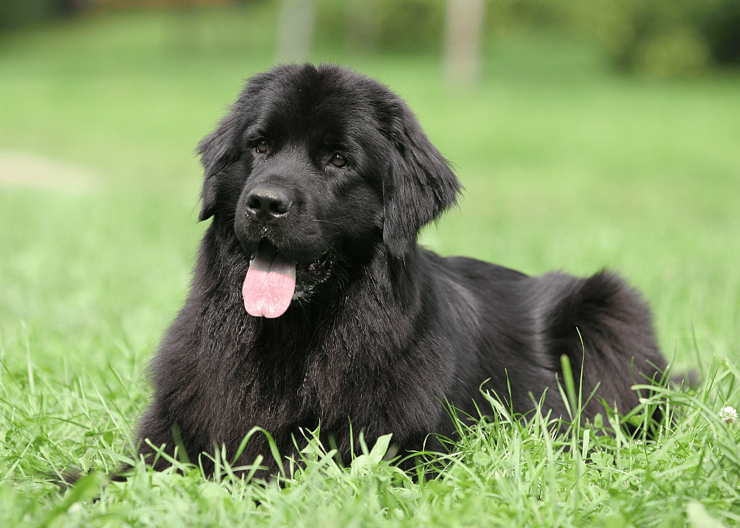 #9. Newfoundland