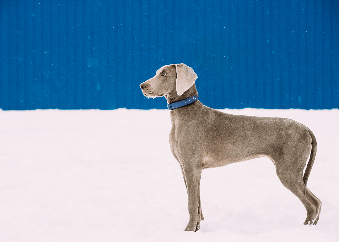 #11. Weimaraner