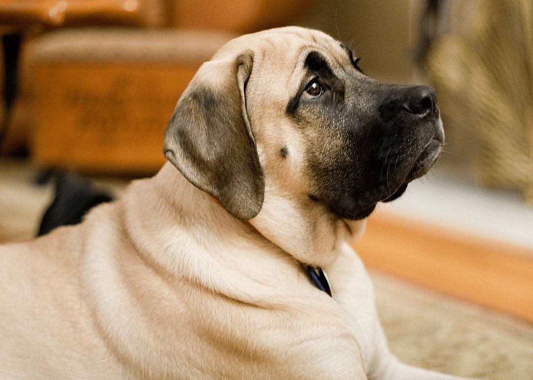 #8. Mastiff
