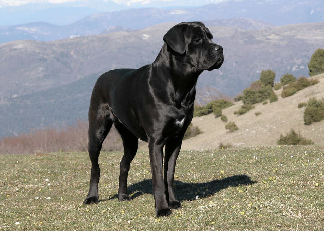 #1. Cane corso