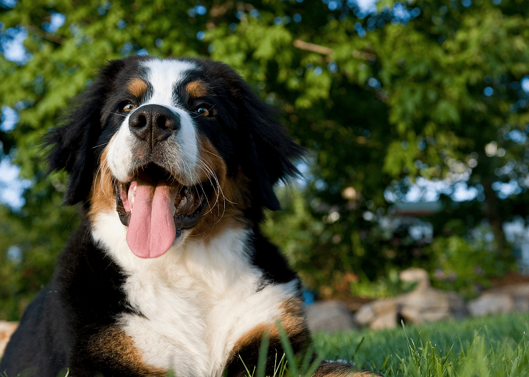 #4. Bernese Mountain dog