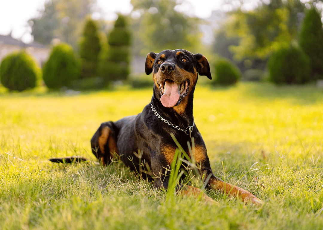 #2. Doberman pinscher