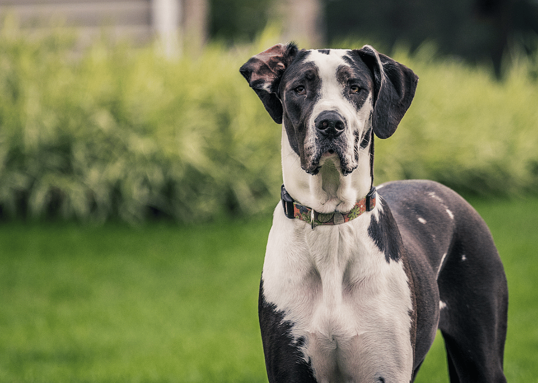 #5. Great Dane