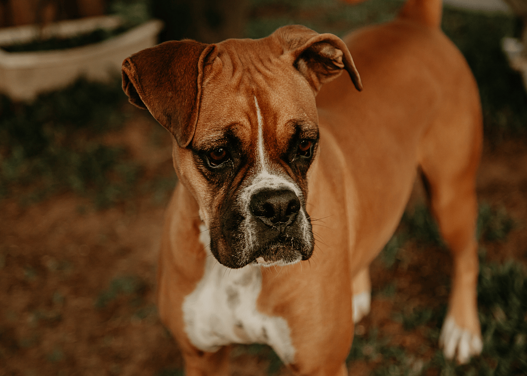 #3. Boxer