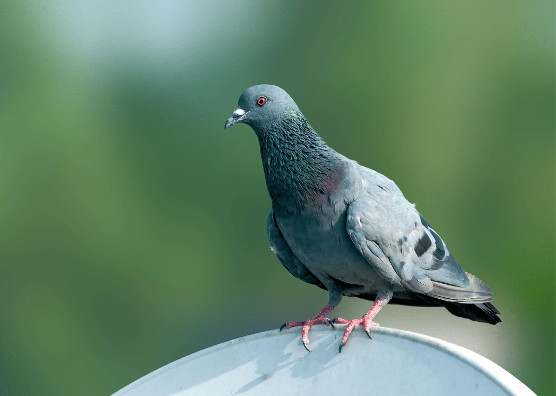 A Rock Pigeon sitting on a TV dish.