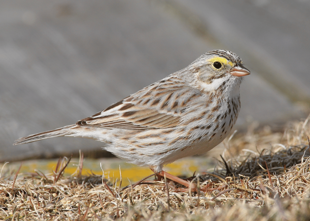 A Savannah sparrow standing in dead grass.