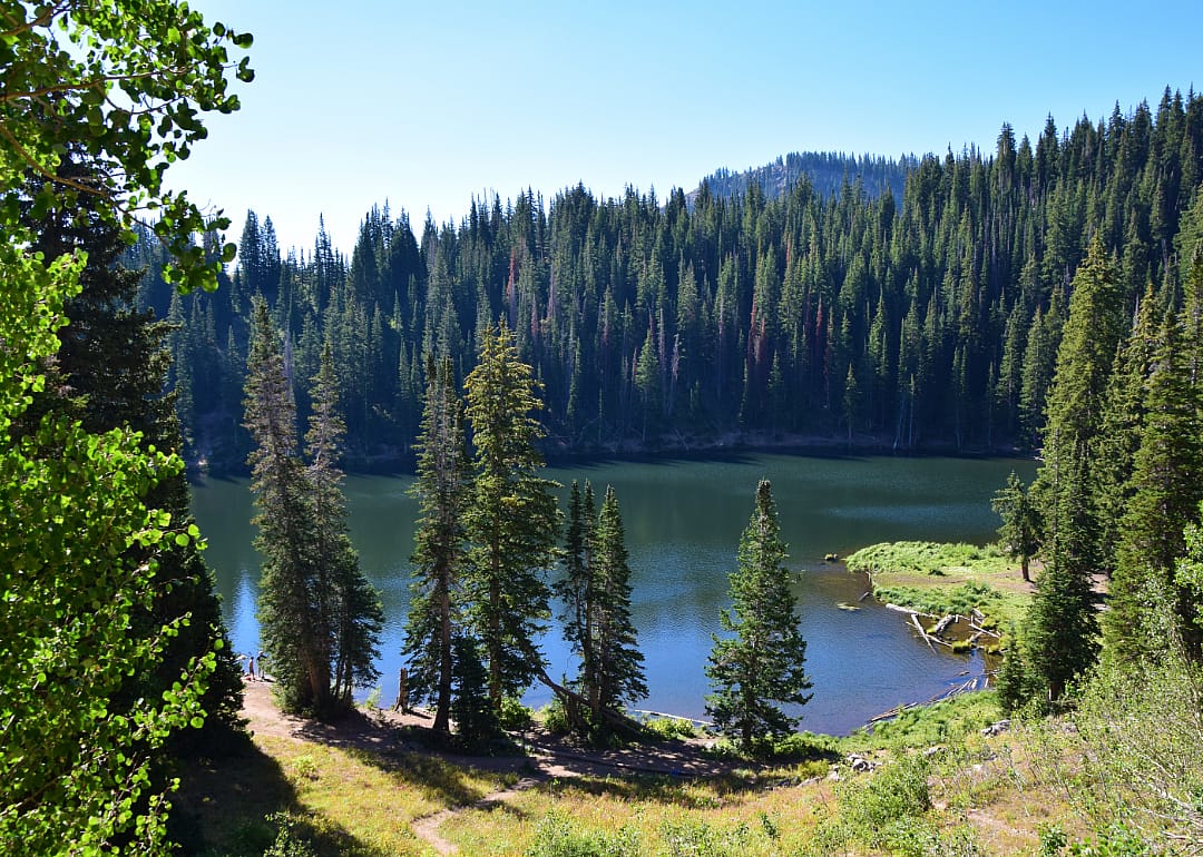 Lake and trees on sunny day.