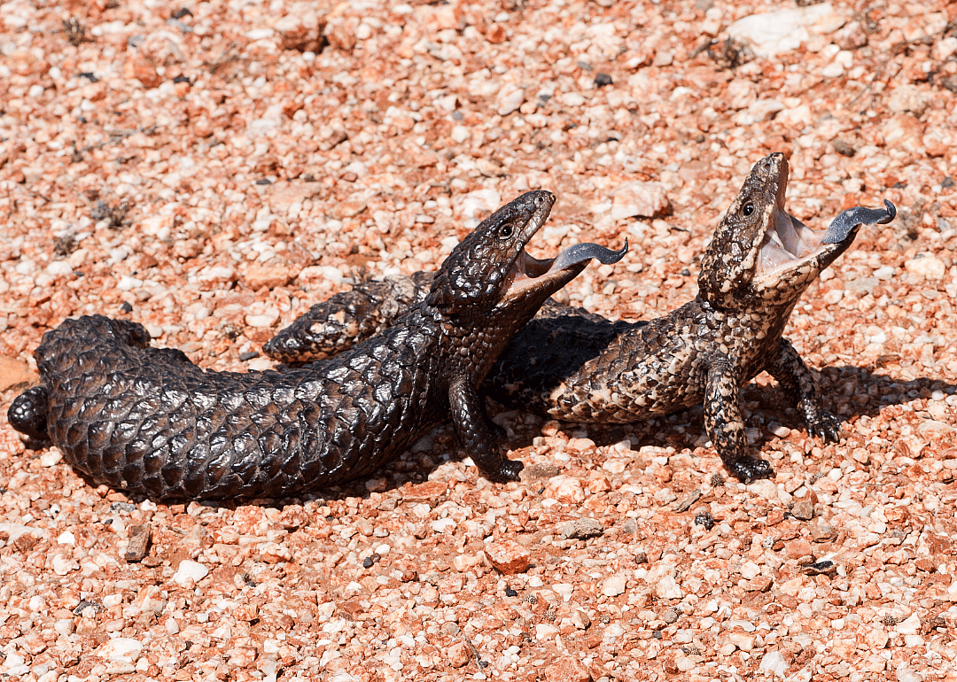 Shingleback lizards have only one true love
