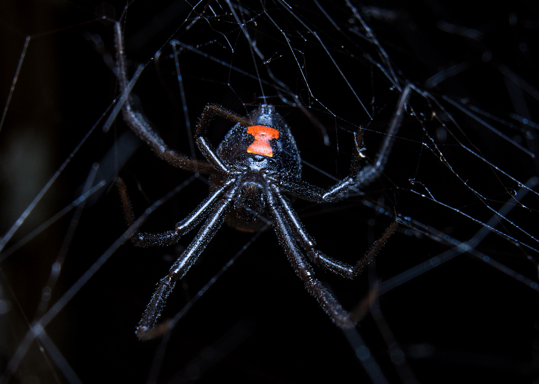 Black widows love their mates to death