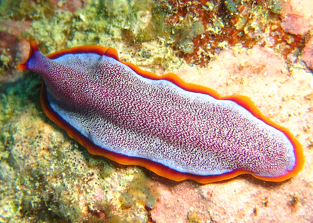 Flatworms engage in 'penis fencing'