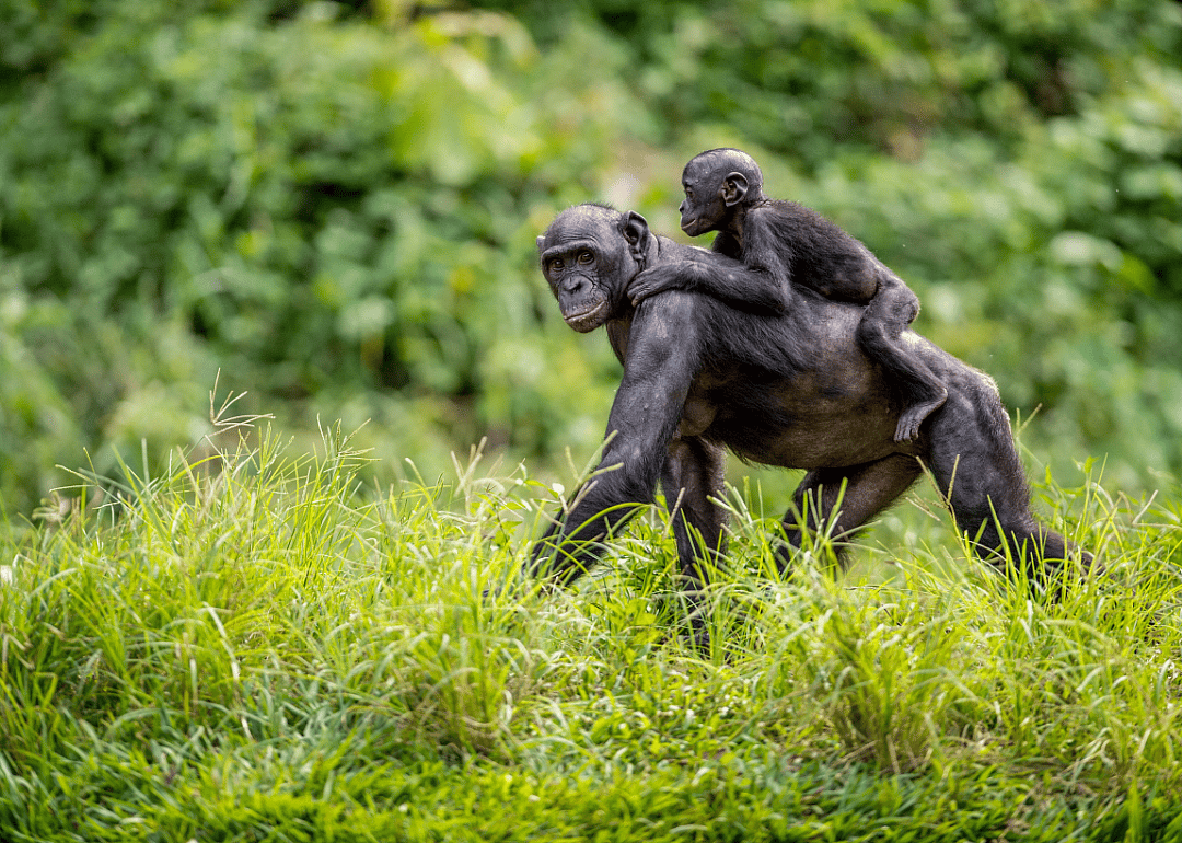 Bonobos are sex-crazed close human relatives