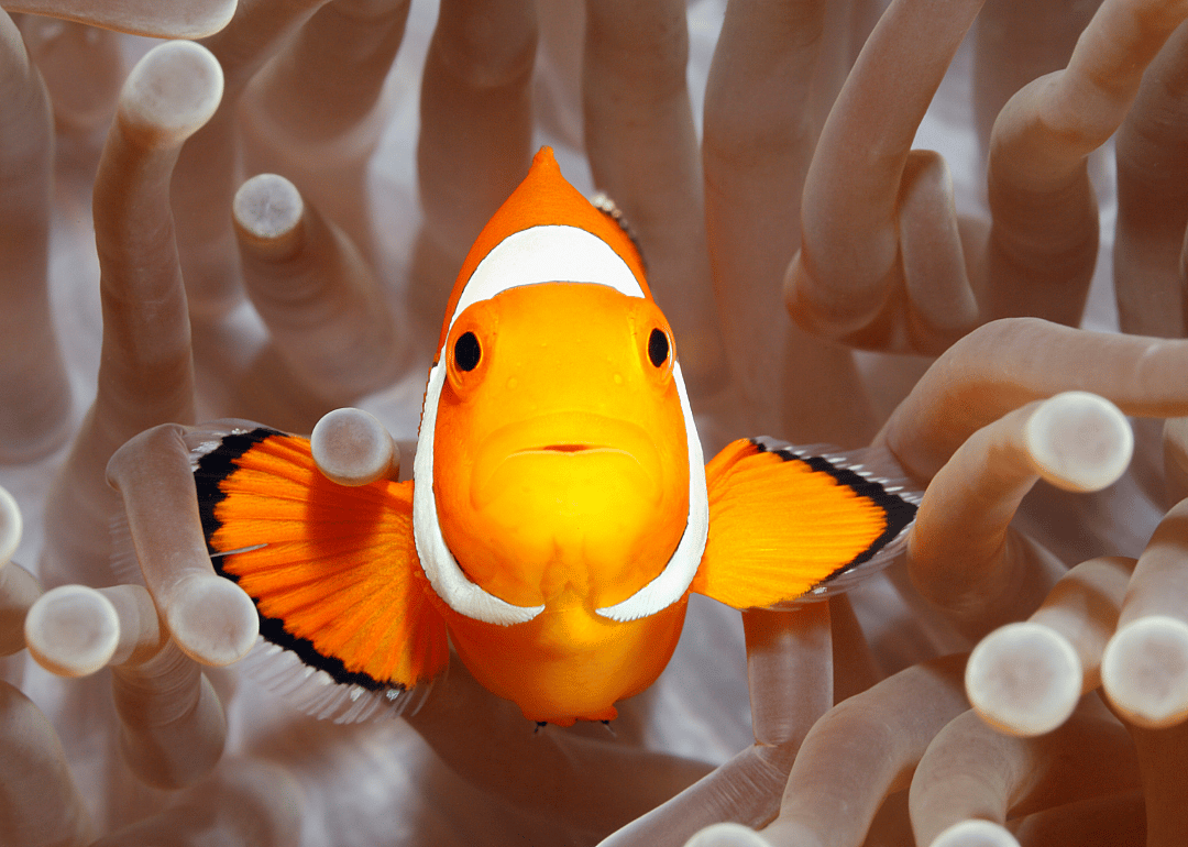Clownfish can change genders