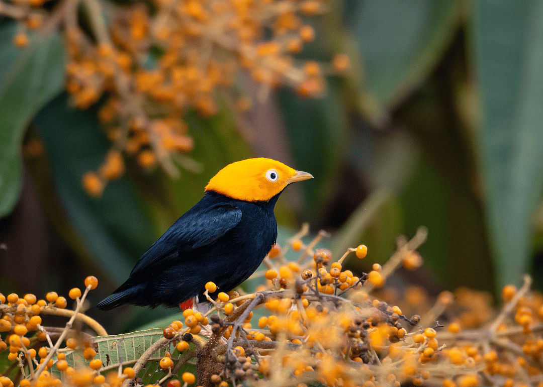 For manakins, the female has her choice