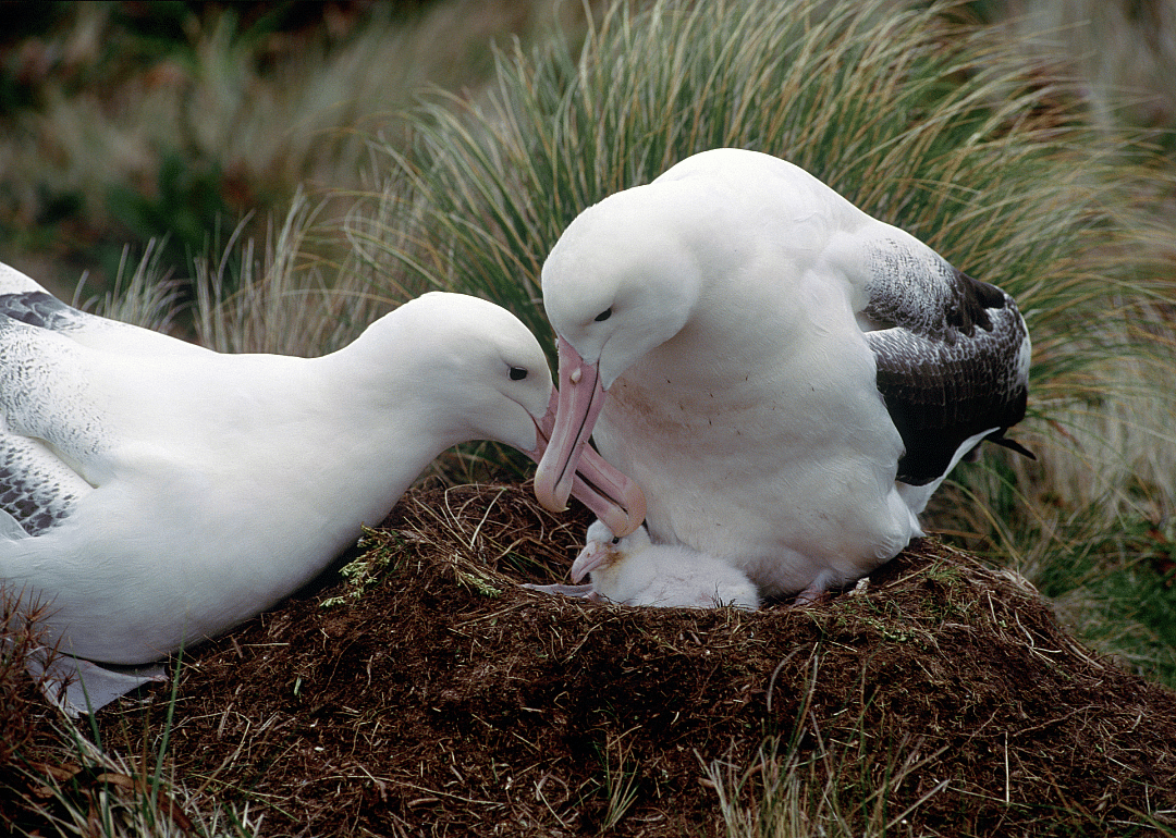 Albatross mate for life, but often stray