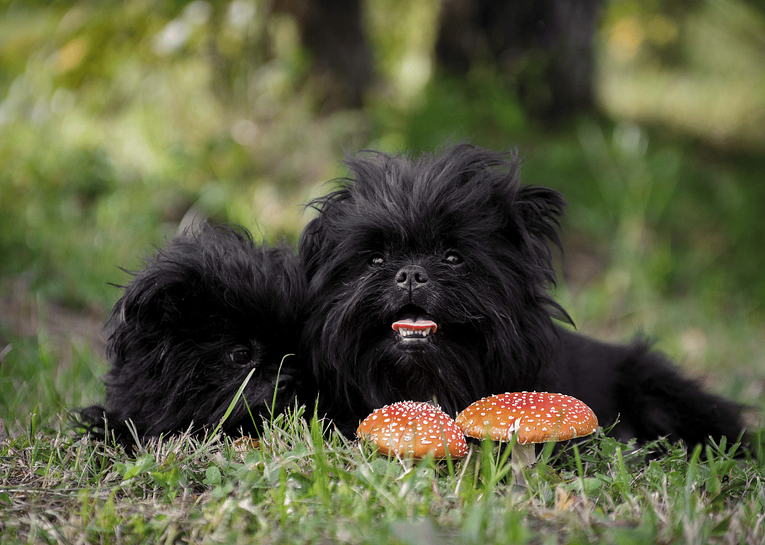 Answer: Dog breed #11