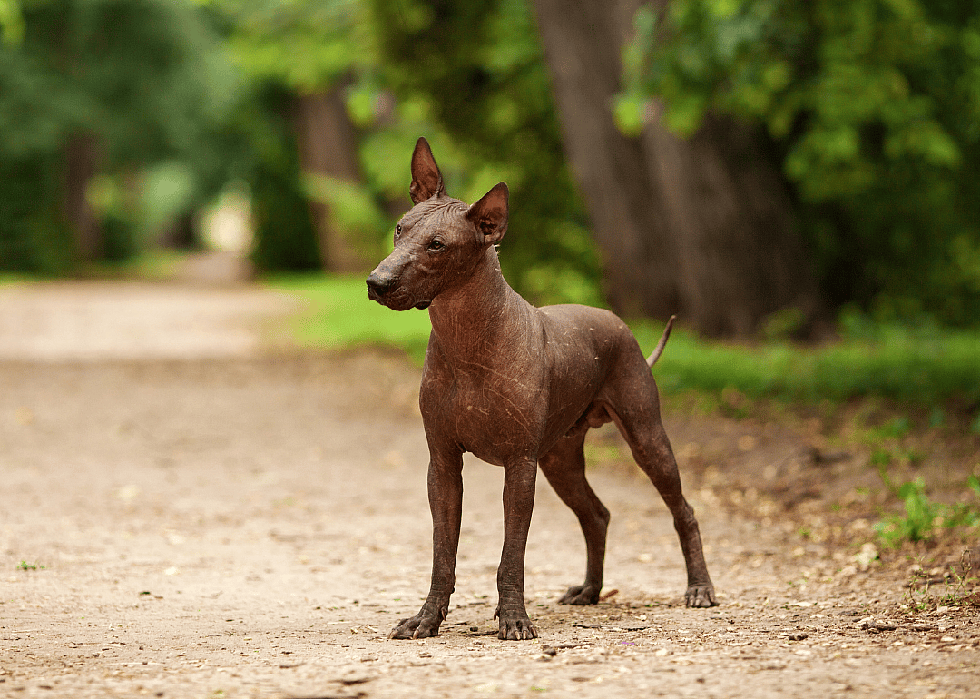 Clue: Dog breed #12