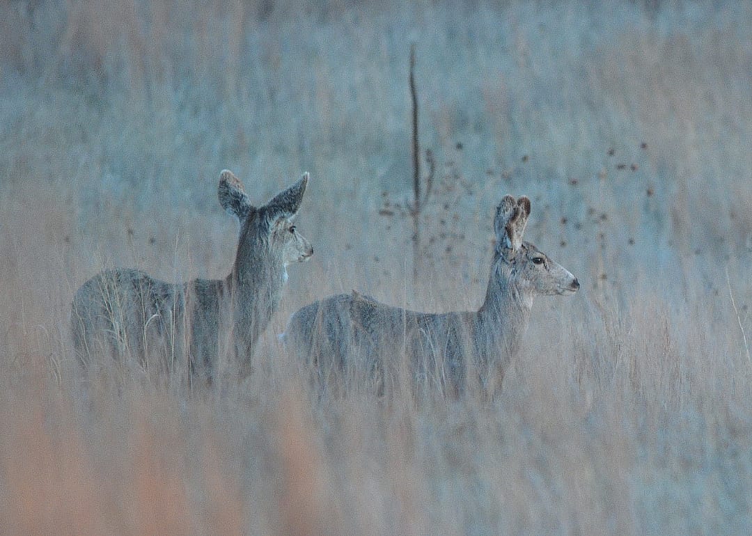 Two deer standing in a field.