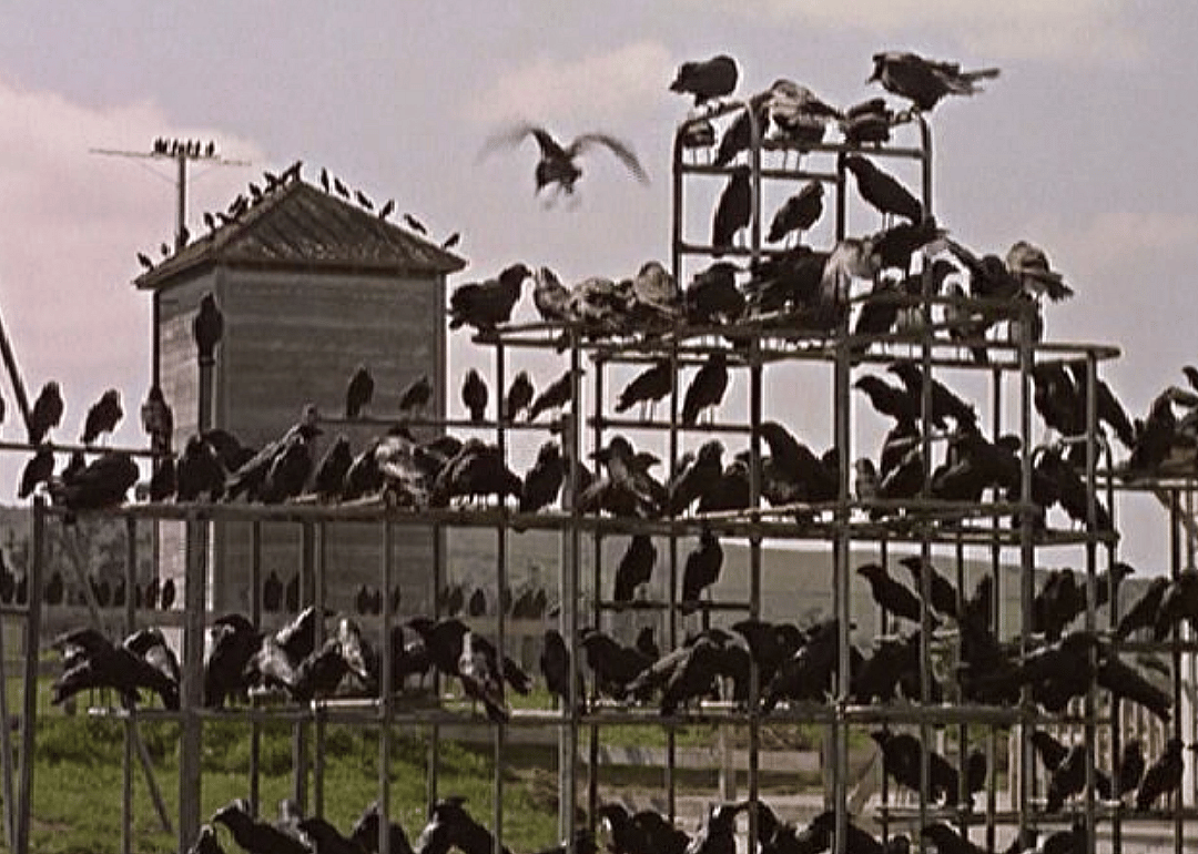 #20. The Birds (1963)