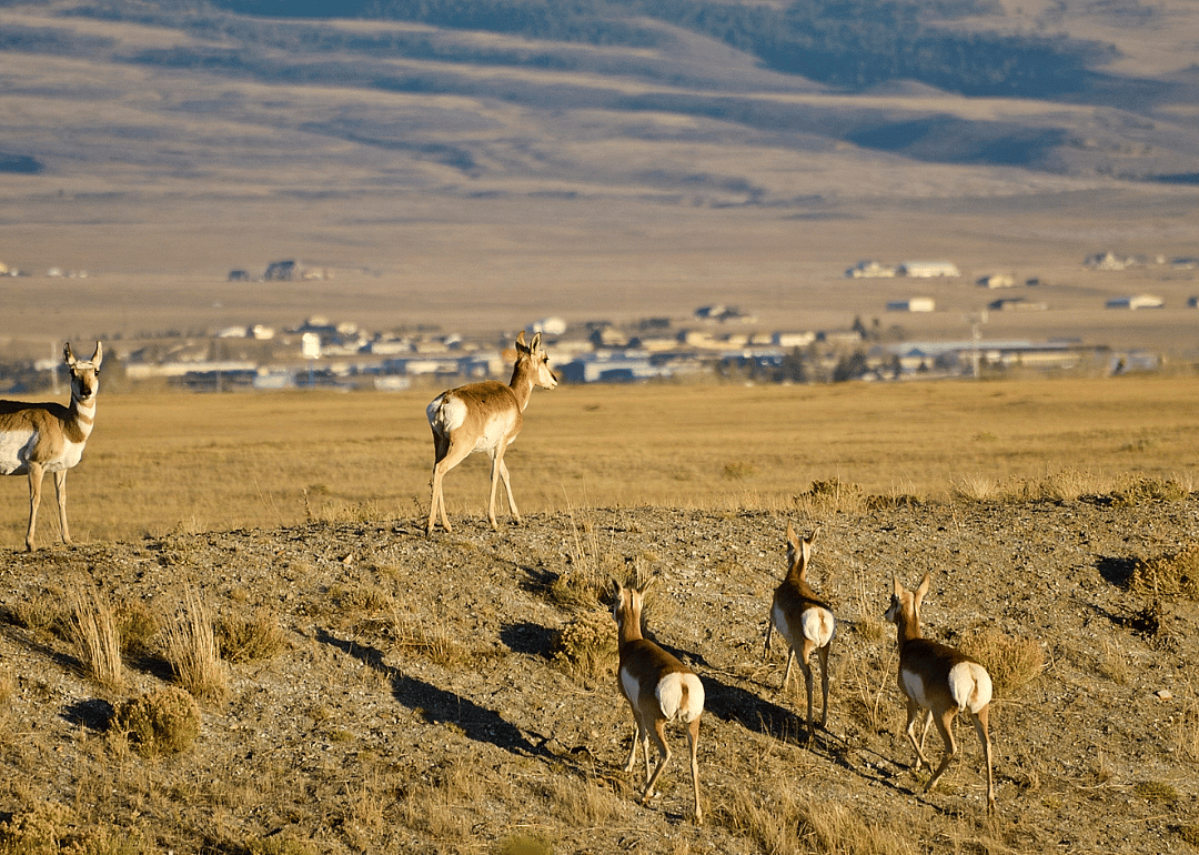 #11. Albany County, WY