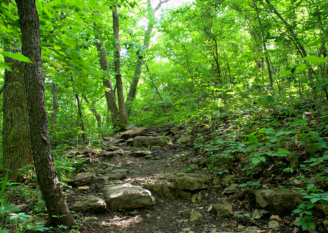 Walking path in a forest.