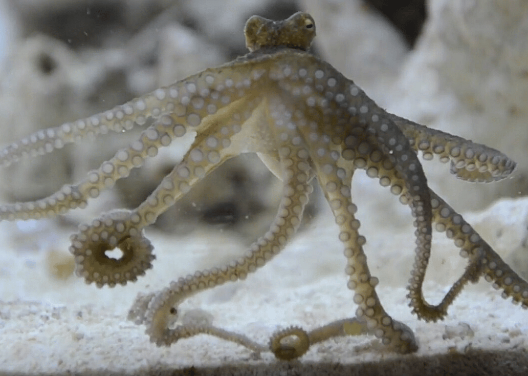 Some octopi rely on disguises in order to copulate