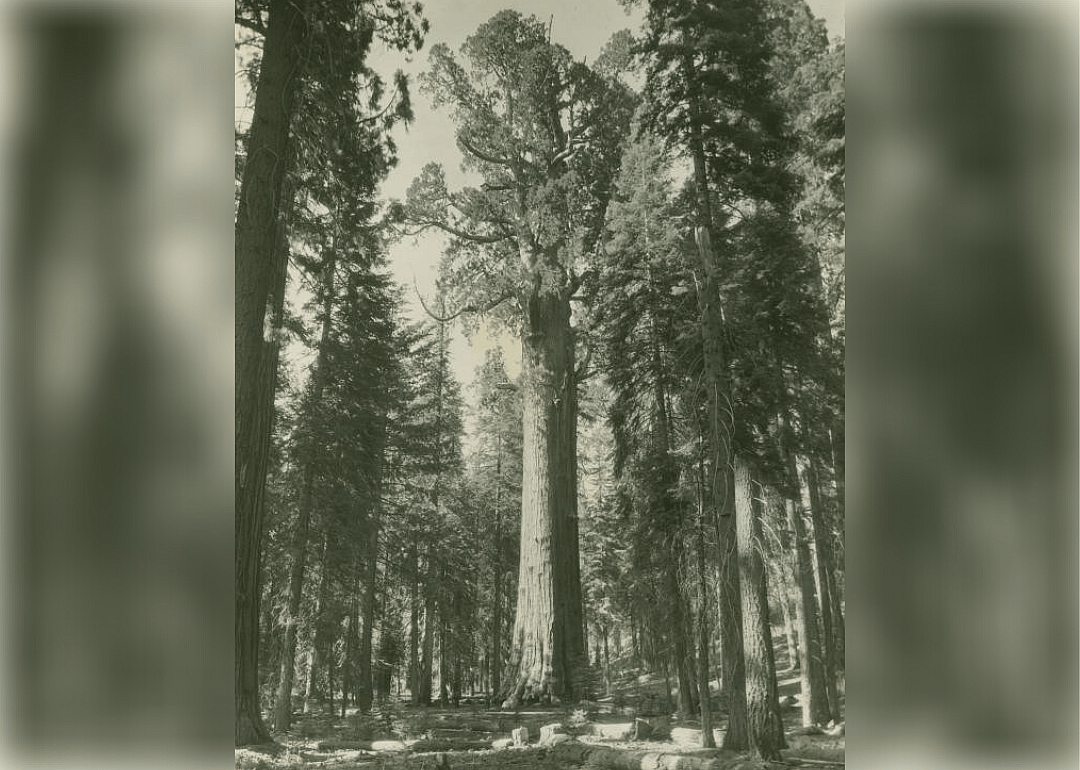 General Sherman Tree, Sequoia National Park, California