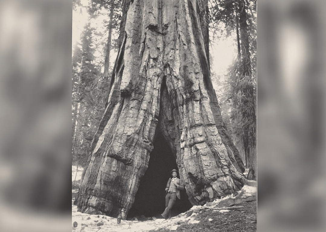 Sequoia giganteum