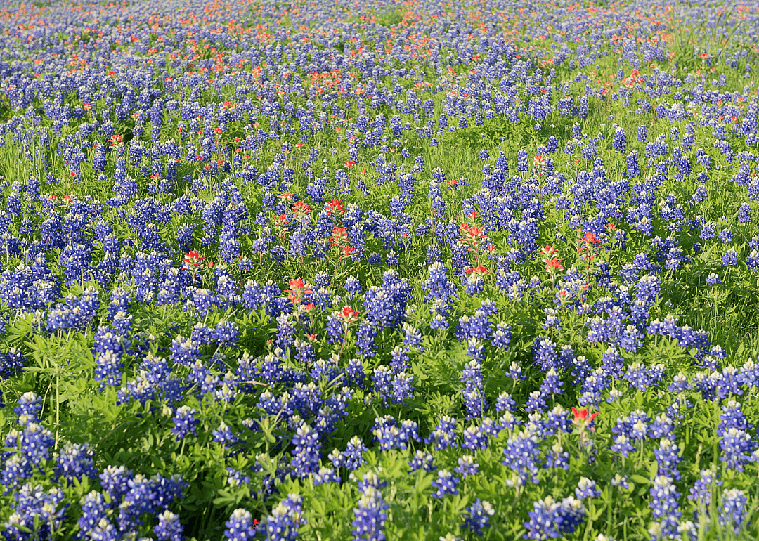 #89. Irving, Texas