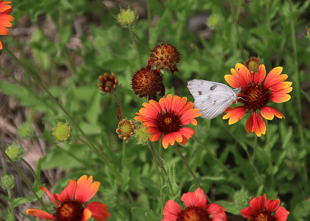 #86. Laredo, Texas