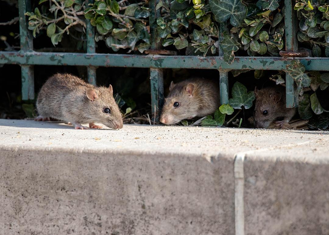 Rats