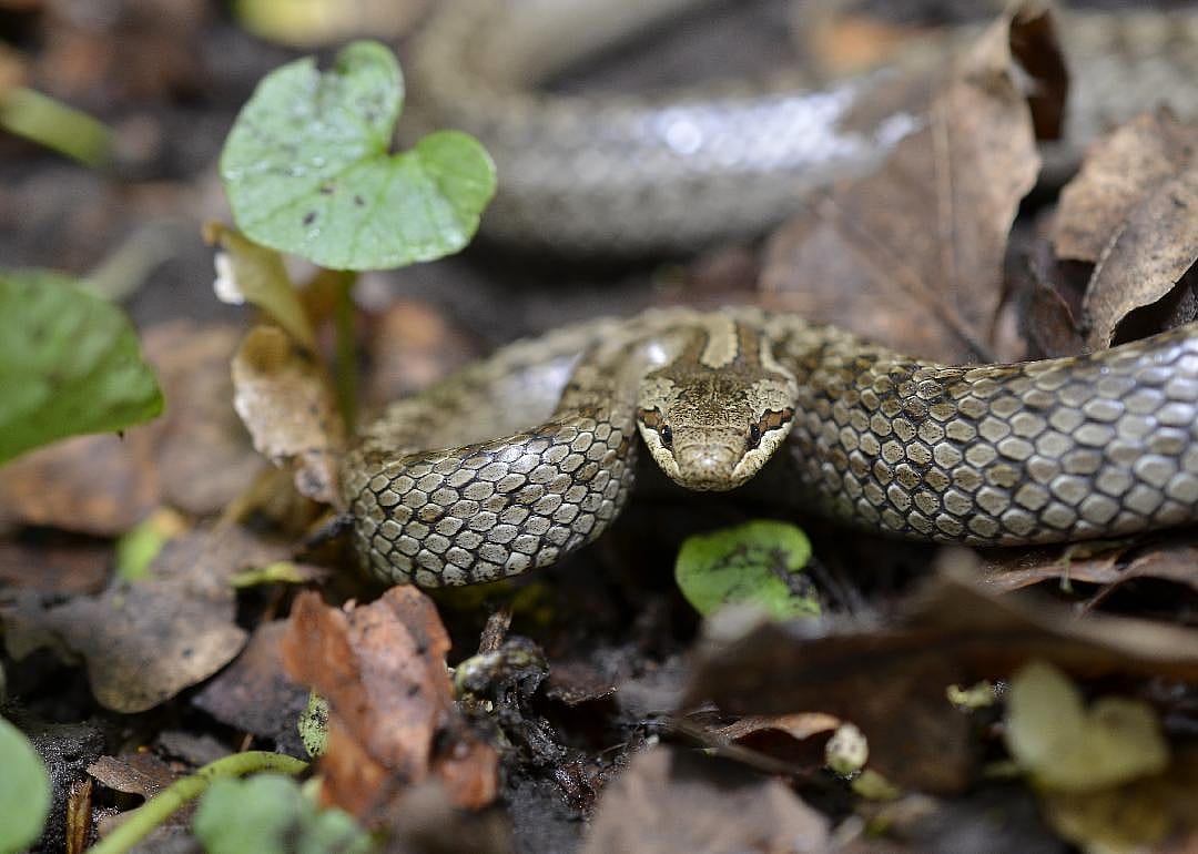 Snakes