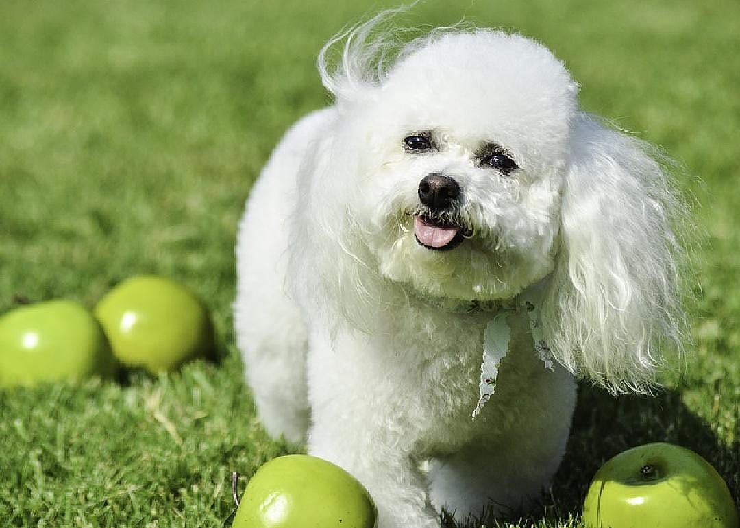 Yes: Apples