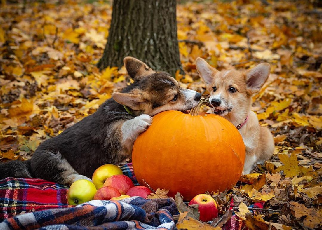 Yes: Pumpkins