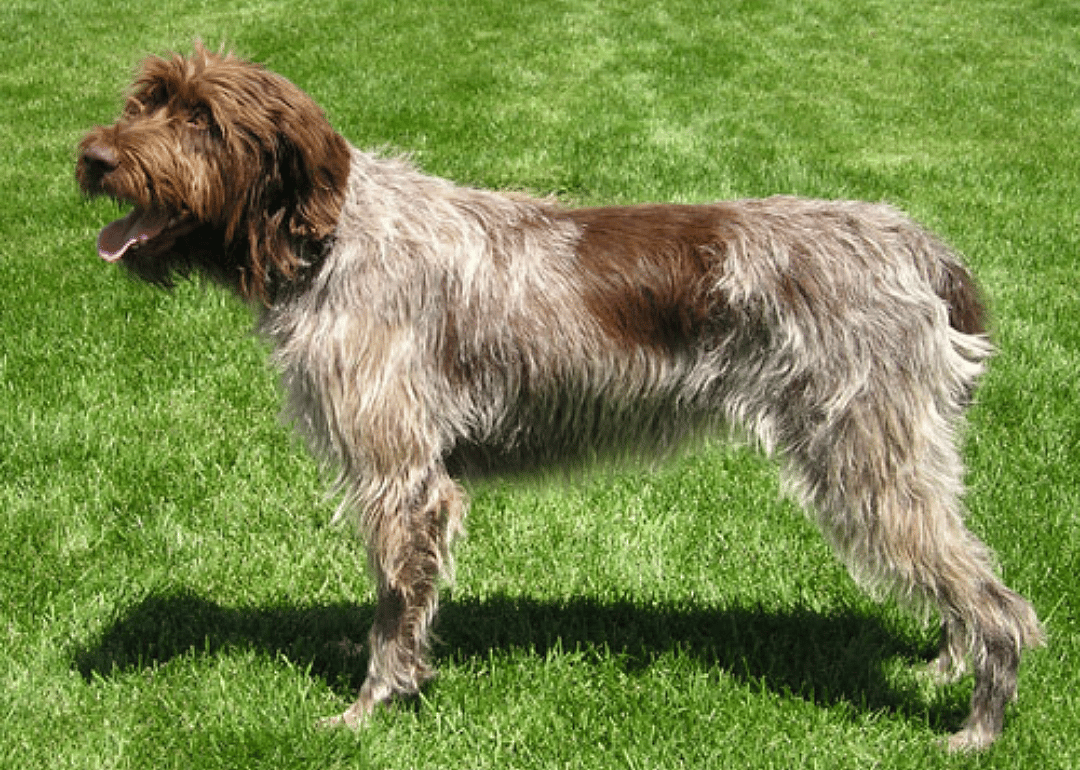 #12. Wirehaired pointing griffon