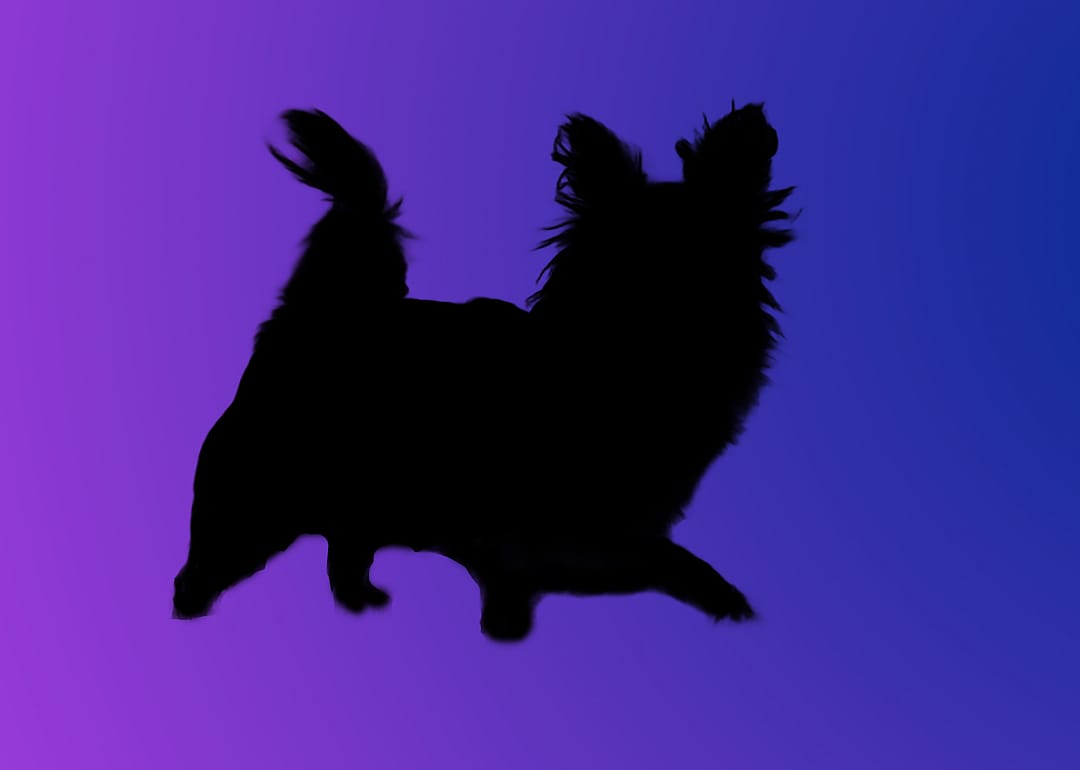 A silhouette of a dog