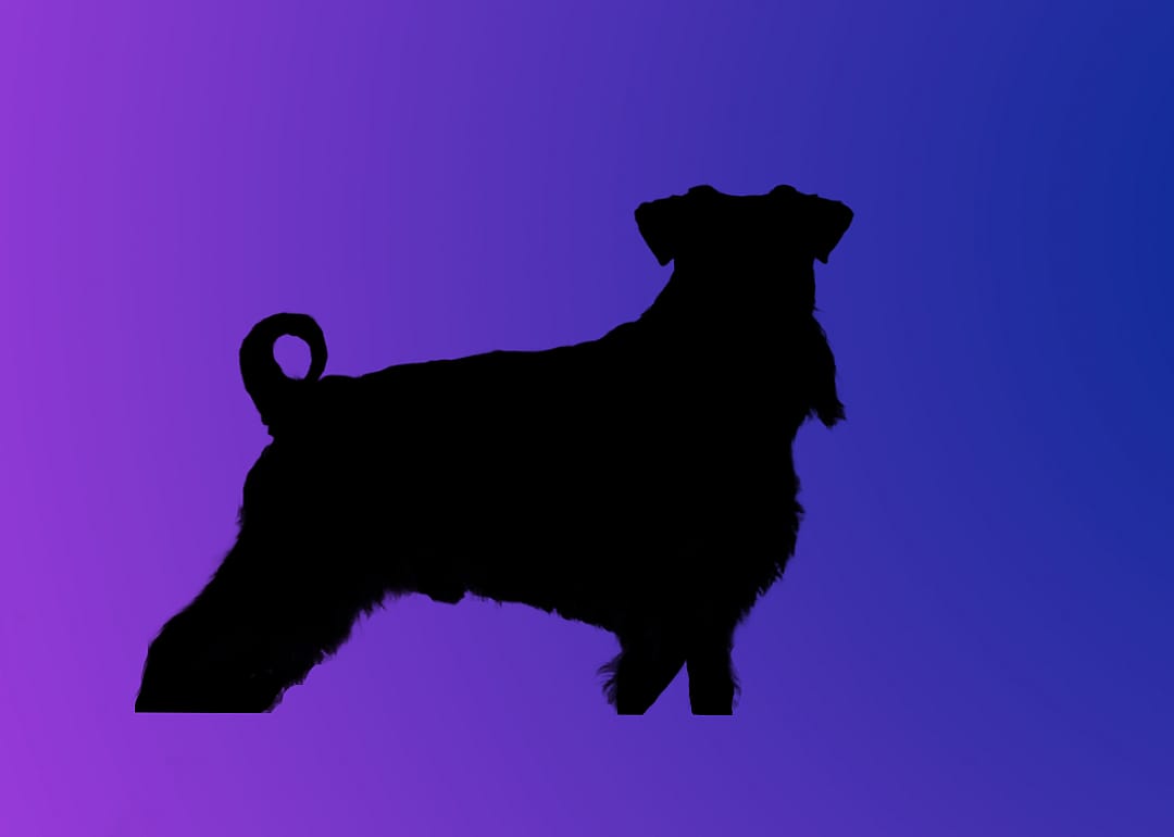 A silhouette of a dog