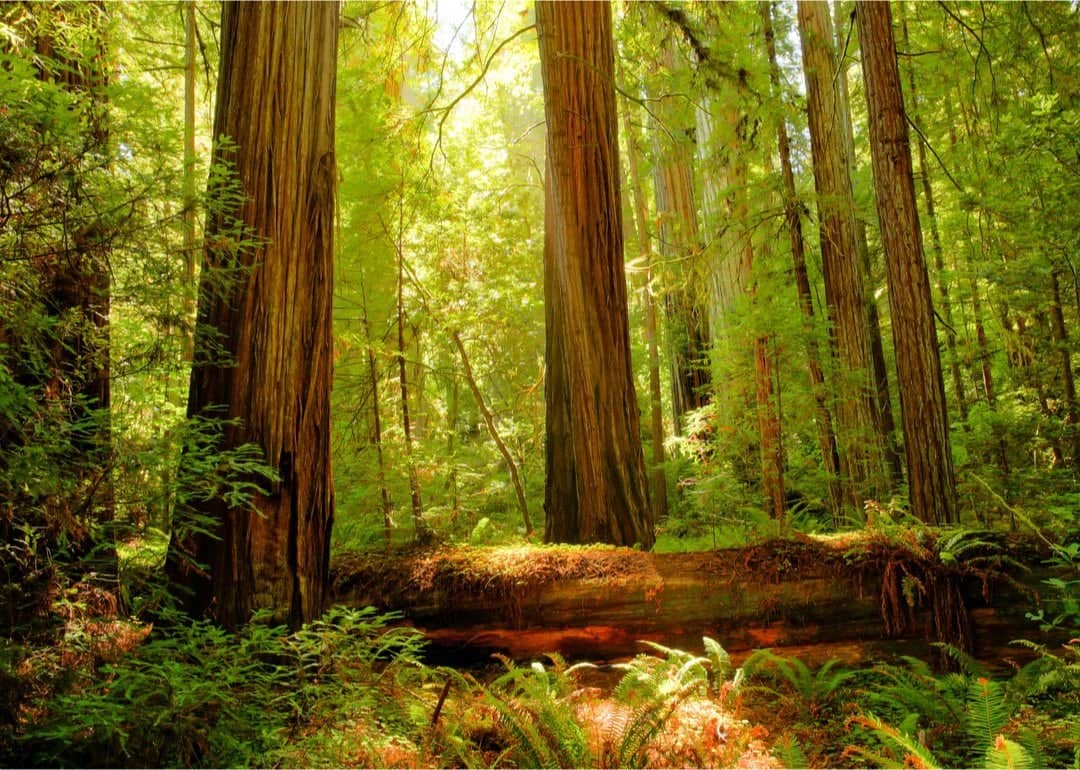 #52. Redwood National Park (California)