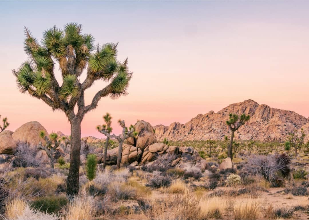 #41. Joshua Tree National Park (California)