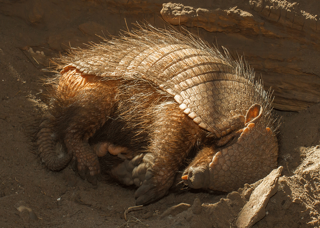 Armadillos sleep 16 hours per day