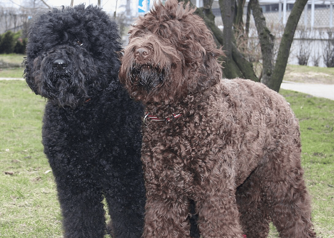 #32. Barbet