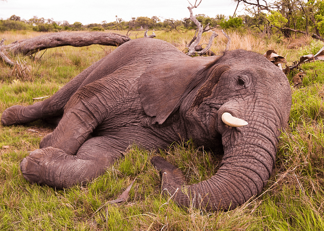 Elephants sleep far less in the wild than in captivity