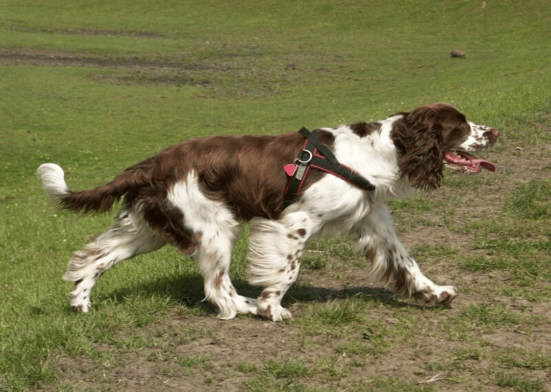 #5. English springer spaniel
