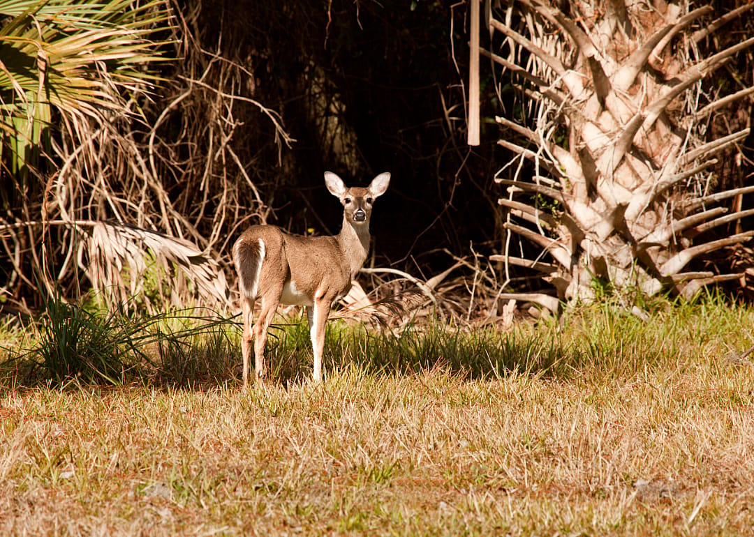 A deer in a backyard in front of trees.