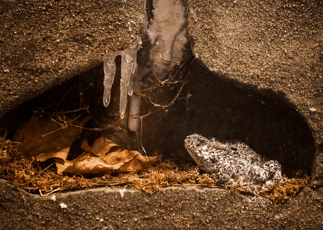 Hibernating frogs have built-in natural antifreeze