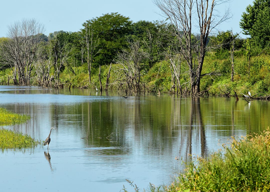 Swamp landscape.