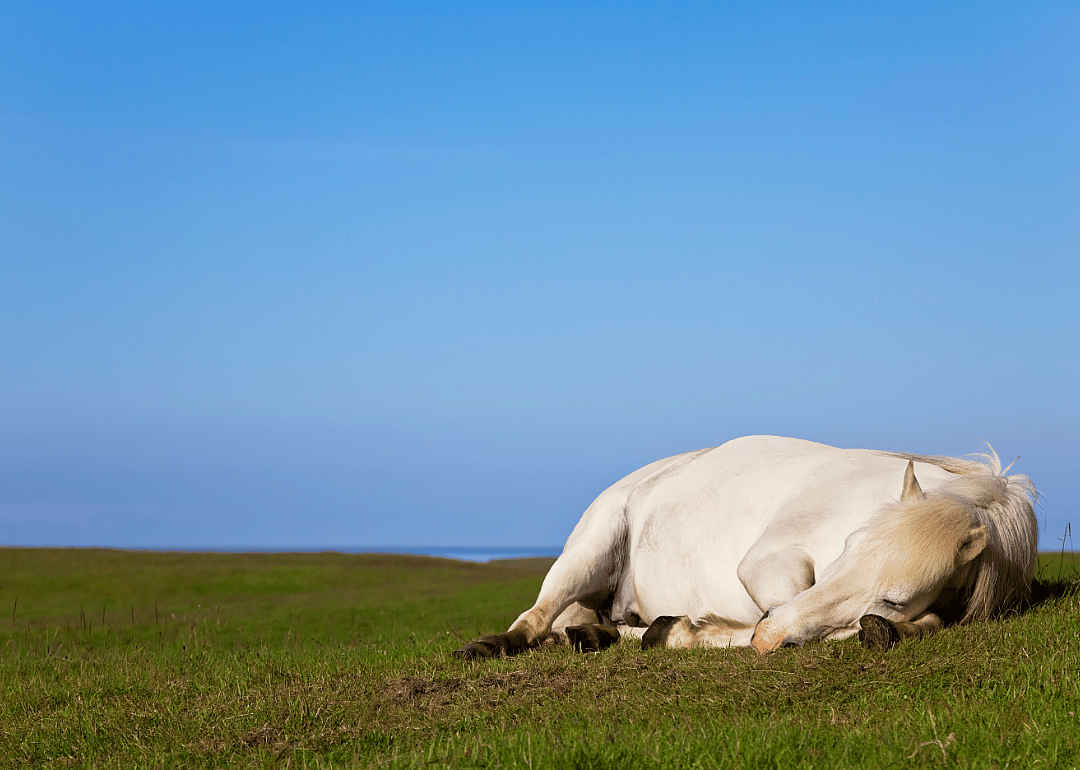 Horses can't experience REM without laying down