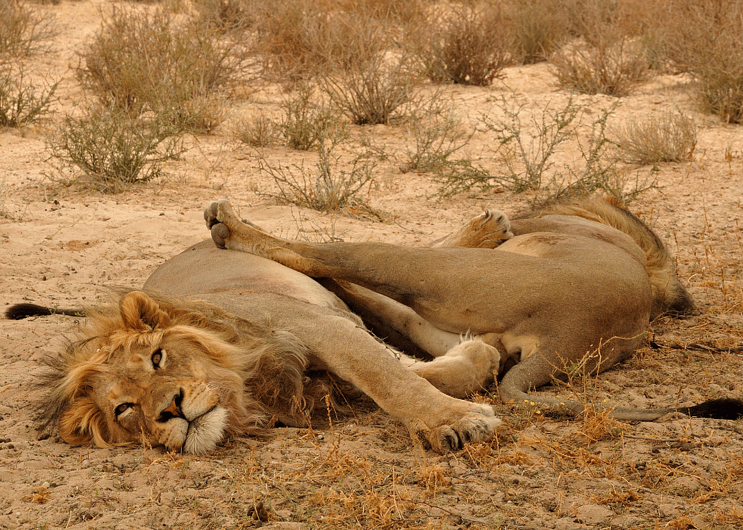 Female lions sleep less than male lions